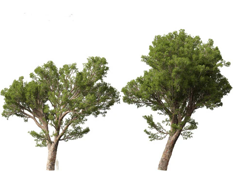 Pinus halepensis - the Aleppo pine 3D Model