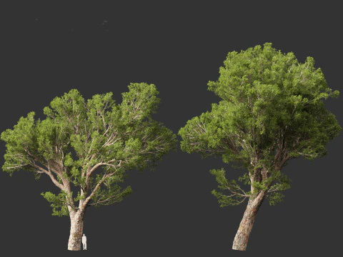 Pinus halepensis - the Aleppo pine 3D Model