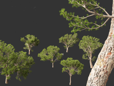 Pinus halepensis - the Aleppo pine 3D 모델