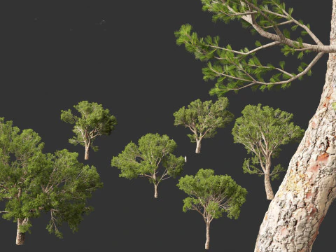 Pinus halepensis - the Aleppo pine 3D Model