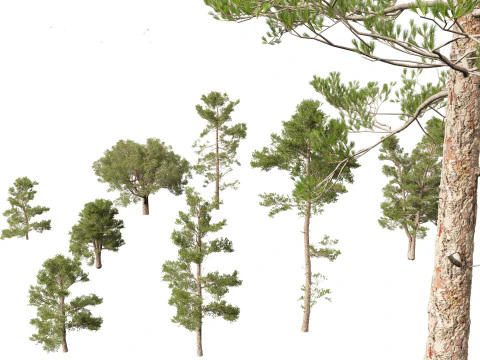 Pinus brutia - T&uuml;rk &ccedil;amı 3D Model