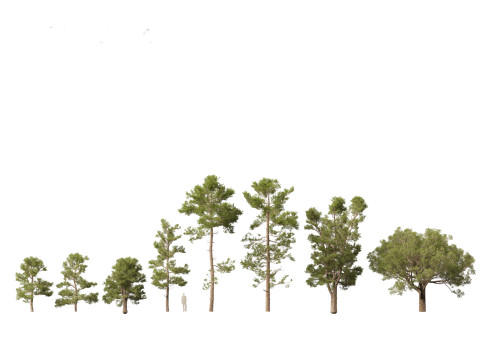Pinus brutia - the Turkish pine Modèle 3D
