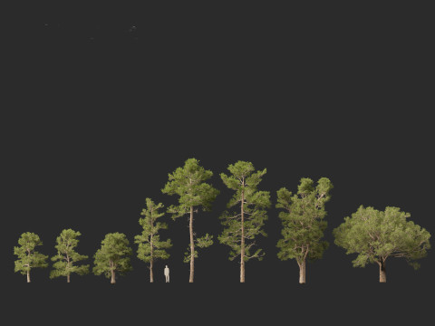 Pinus brutia - the Turkish pine Modèle 3D