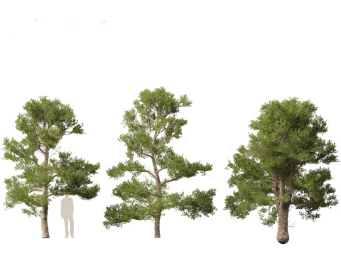 Pinus brutia - the Turkish pine Modèle 3D