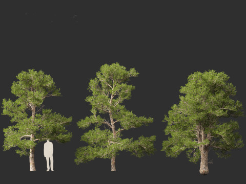 Pinus brutia - the Turkish pine Modèle 3D