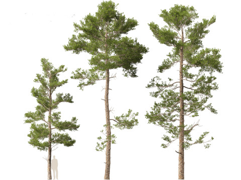 Pinus brutia - the Turkish pine Modèle 3D