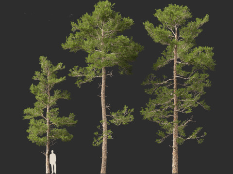 Pinus brutia - the Turkish pine Modèle 3D