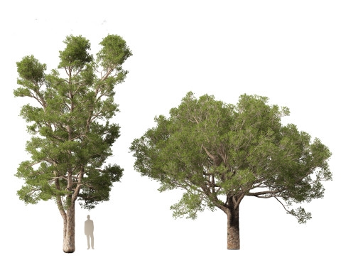 Pinus brutia - the Turkish pine Modèle 3D
