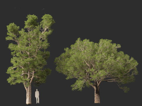 Pinus brutia - the Turkish pine Modèle 3D