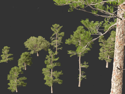 Pinus brutia - the Turkish pine Modèle 3D