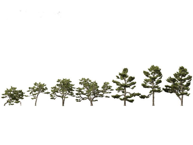 Pinus thunbergii - Japanese black pine 3D 모델 .c4d .max .obj .3ds .fbx .stl .blend 