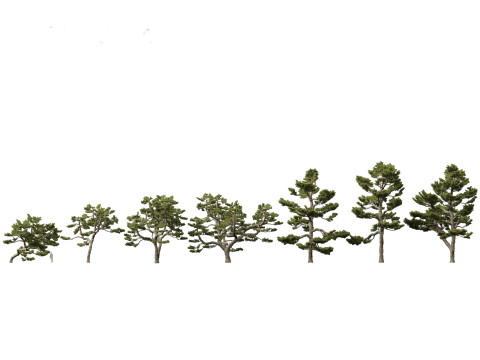 Pinus thunbergii - Japanese black pine 3D Model