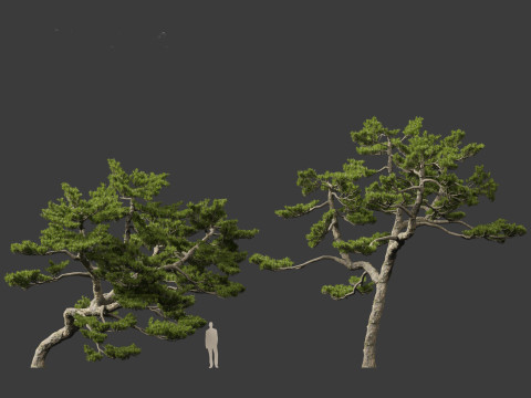 Pinus thunbergii - Japanese black pine 3D 모델