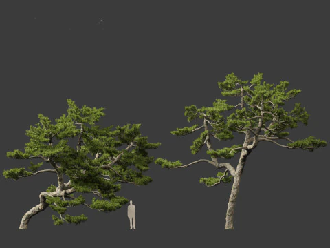 Pinus thunbergii - Japanese black pine 3D Model