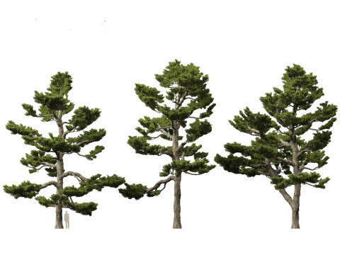 Pinus thunbergii - Japanese black pine 3D 모델