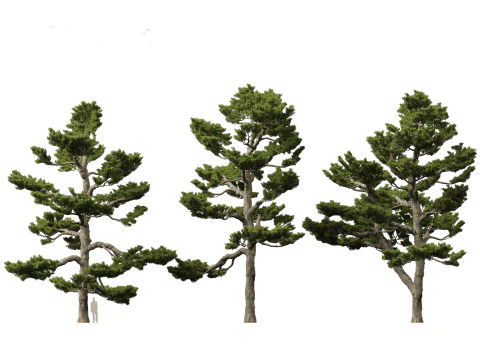 Pinus thunbergii - Japanese black pine 3D Model
