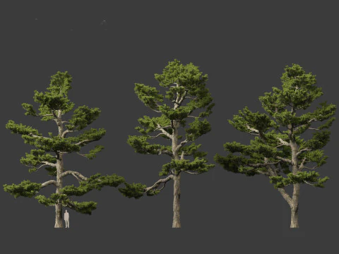 Pinus thunbergii - Japanese black pine 3D Model