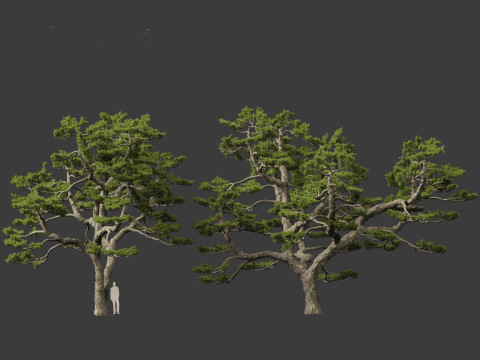 Pinus thunbergii - Japanese black pine 3D 모델