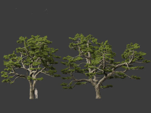 Pinus thunbergii - Japanese black pine 3D Model