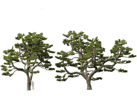 Pinus thunbergii - Japanese black pine 3D 모델