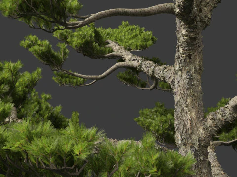 Pinus thunbergii - Japanese black pine 3D Model