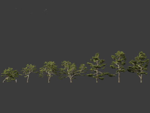Pinus thunbergii - Japanese black pine 3D 모델