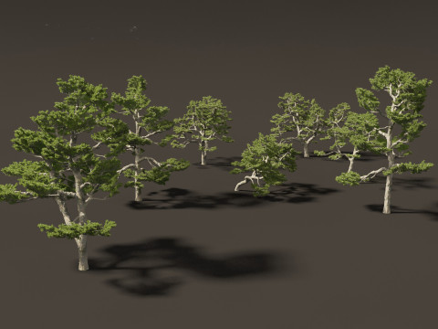 Pinus thunbergii - Japanese black pine 3D 모델