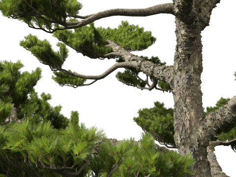 Pinus thunbergii - Japanese black pine 3D 모델