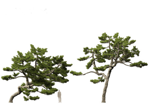 Pinus thunbergii - Japanese black pine 3D 모델