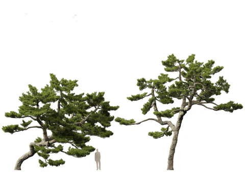 Pinus thunbergii - Japanese black pine 3D Model