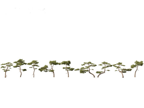 Pinus taiwanensis - the Taiwan red pine 01 3Dモデル