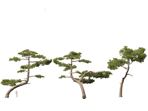 Pinus taiwanensis - the Taiwan red pine 01 3D Модель