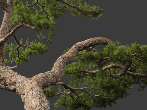 Pinus taiwanensis - the Taiwan red pine 01 3D Модель