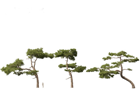 Pinus taiwanensis - the Taiwan red pine 01 3D Модель
