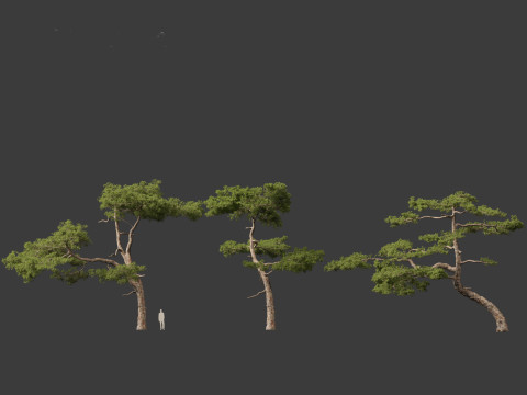 Pinus taiwanensis - the Taiwan red pine 01 3D Модель