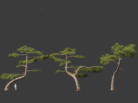 Pinus taiwanensis - the Taiwan red pine 01 3D Модель