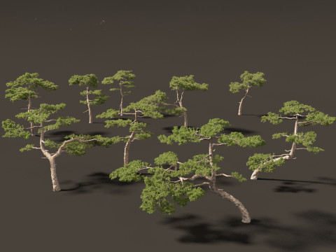 Pinus taiwanensis - the Taiwan red pine 01 3D Модель