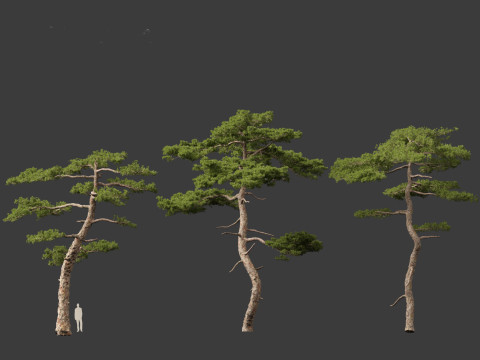 Pinus taiwanensis - the Taiwan red pine 01 3D Модель