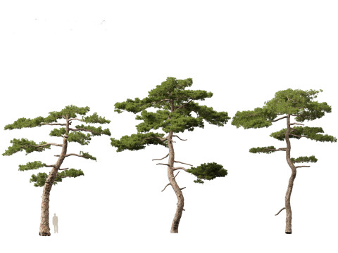 Pinus taiwanensis - the Taiwan red pine 01 3D Модель