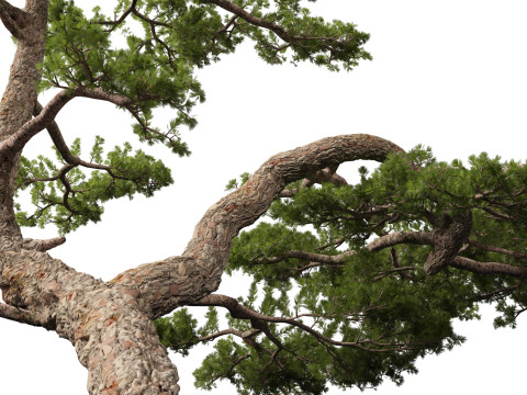 Pinus taiwanensis - the Taiwan red pine 01 3D Модель