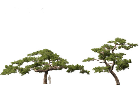 Pinus taiwanensis - the Taiwan red pine 02 3D Model