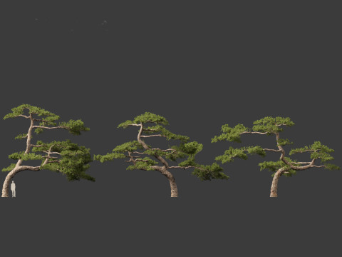 Pinus taiwanensis - the Taiwan red pine 02 3D Model
