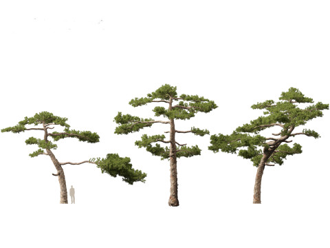 Pinus taiwanensis - the Taiwan red pine 02 3D Model