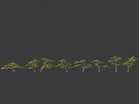Pinus taiwanensis - the Taiwan red pine 02 3D Model