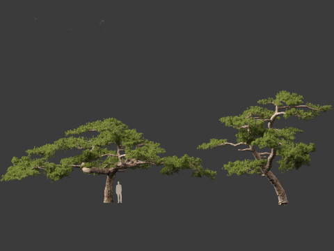 Pinus taiwanensis - the Taiwan red pine 02 3D Model