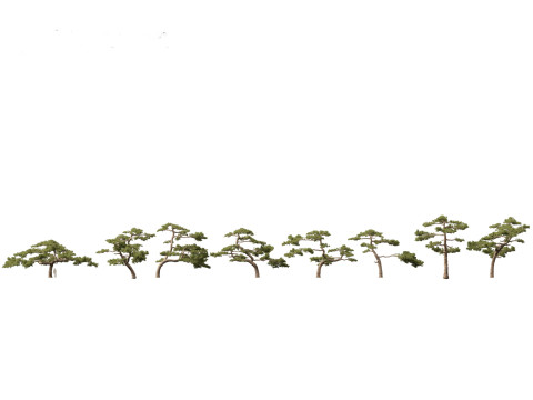 Pinus taiwanensis - the Taiwan red pine 02 3Dモデル