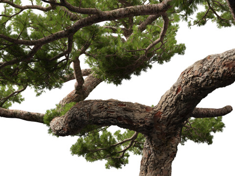 Pinus taiwanensis - the Taiwan red pine 02 3D Model
