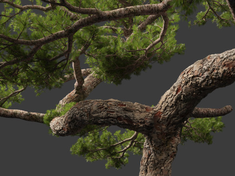 Pinus taiwanensis - the Taiwan red pine 02 3D Model