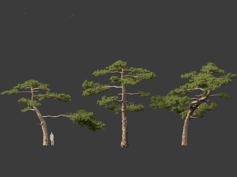 Pinus taiwanensis - the Taiwan red pine 02 3D Model