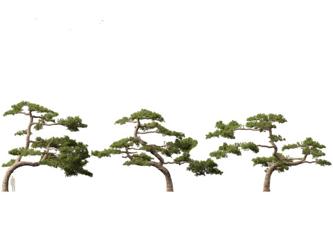 Pinus taiwanensis - the Taiwan red pine 02 3D Model